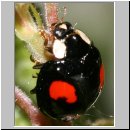 Harmonia axyridis - Asiatischer Marienkaefer 11.jpg